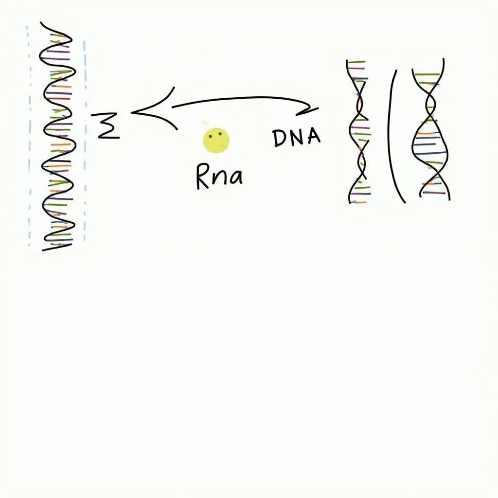 Câu hỏi trắc nghiệm hóa sinh có đáp án - Câu hỏi về DNA và RNA