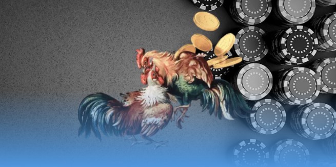 DAGA88 – Sân chơi đá gà hàng đầu châu Á DAGA88 – Sân chơi đá gà hàng đầu châu Á