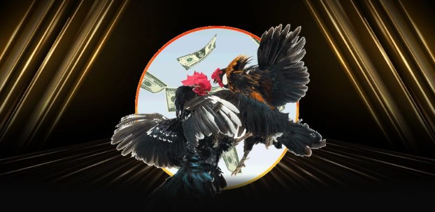 Sân chơi đá gà mới Sân chơi đá gà mới