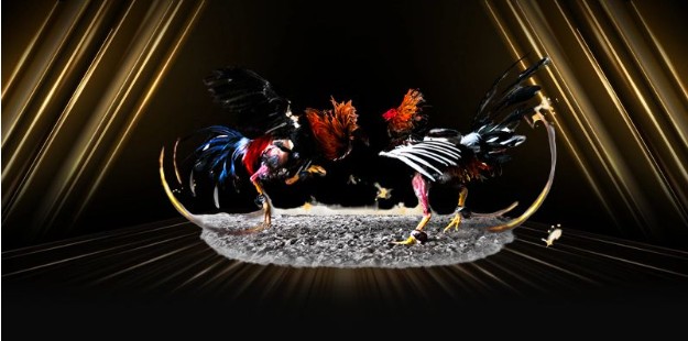 Những trận đấu mãn nhãn Những trận đấu mãn nhãn