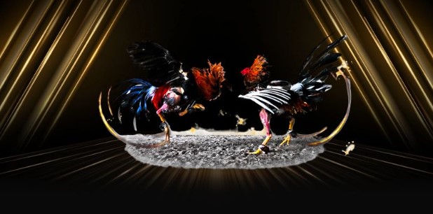 Lựa chọn trận đấu đá gà trực tuyến